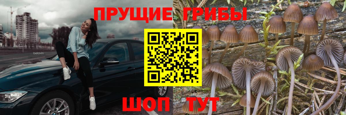 Черняховск  Псилоцибиновые грибы MAGIC MUSHROOMS  Вход с VPN 